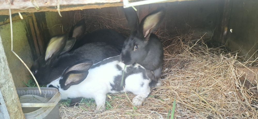Króliki na sprzedaż – samice, Bogdanów