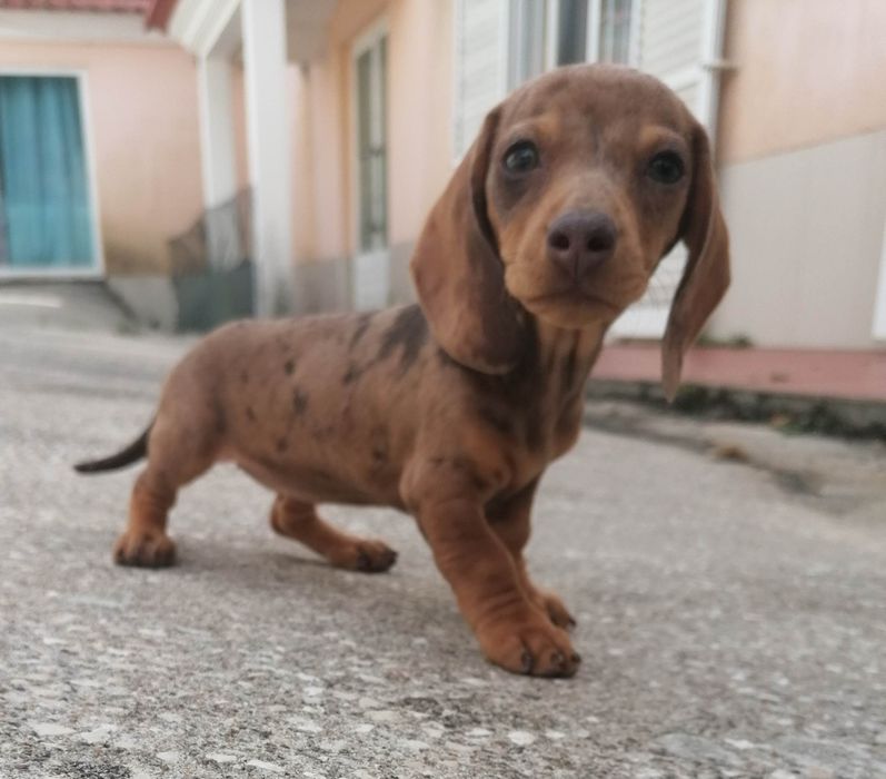 Maravilhosa Fêmea Teckel mini