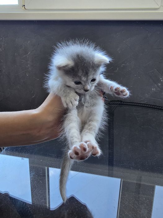 Кошенята шартрез(безкоштовно в добрі руки)