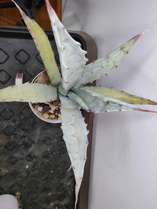 Agawa cerulata, agave