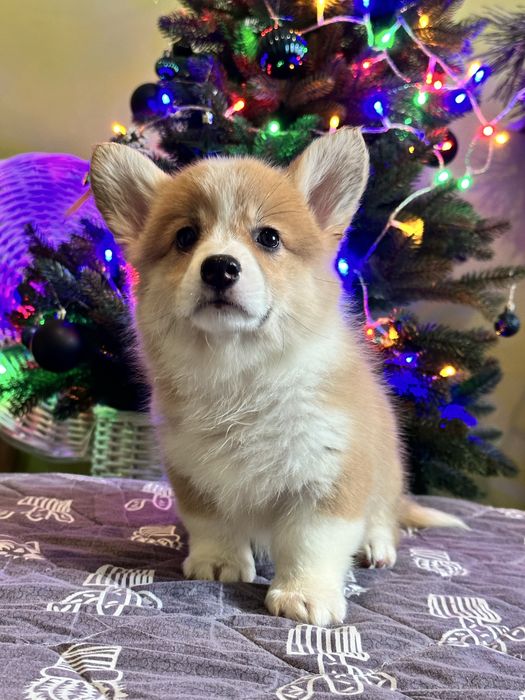 Цуценята вельш коргі пемброк, з документами КСУ