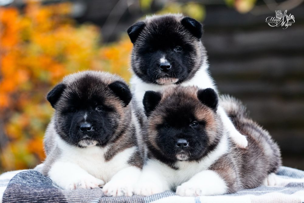 Американська акіта / американская акита/ american akita