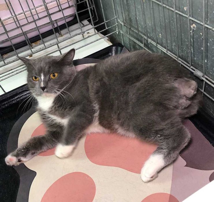 Ніжний котик Серко із зеленими очима та сріблясто-блакитною шубкою