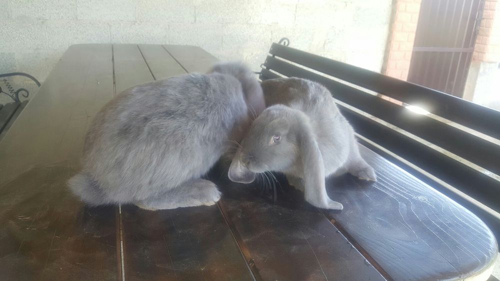 Французькі барани