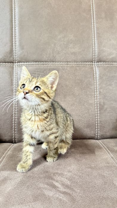 Шукаємо родину для котика 1,5 місяці