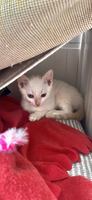 Gatinhos bebes para adoção