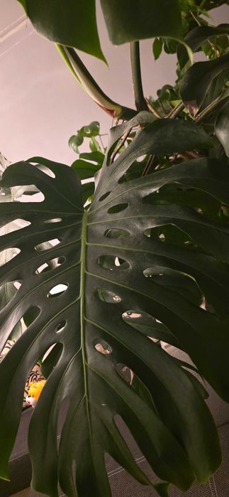 Монстера Deliciata