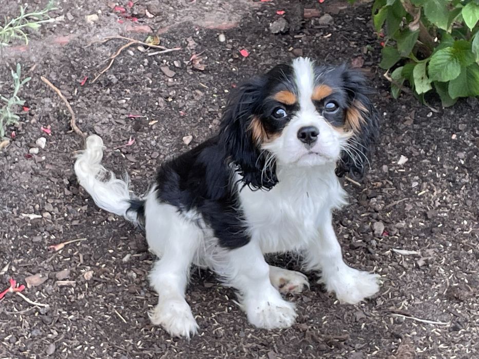Cavalier King Charles Spaniel ZKwP - piesek