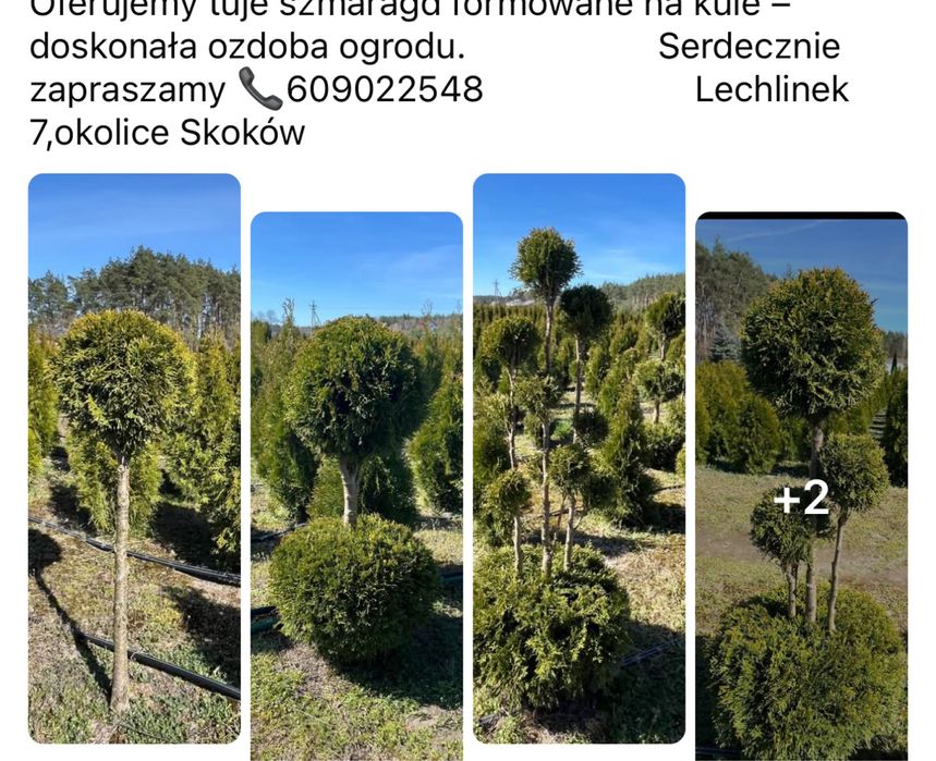 Tuje formowane -bonsai,kule,spirale-PRODUCENT