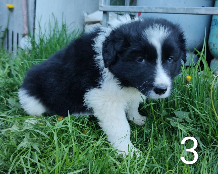 Szczeniak pies border collie