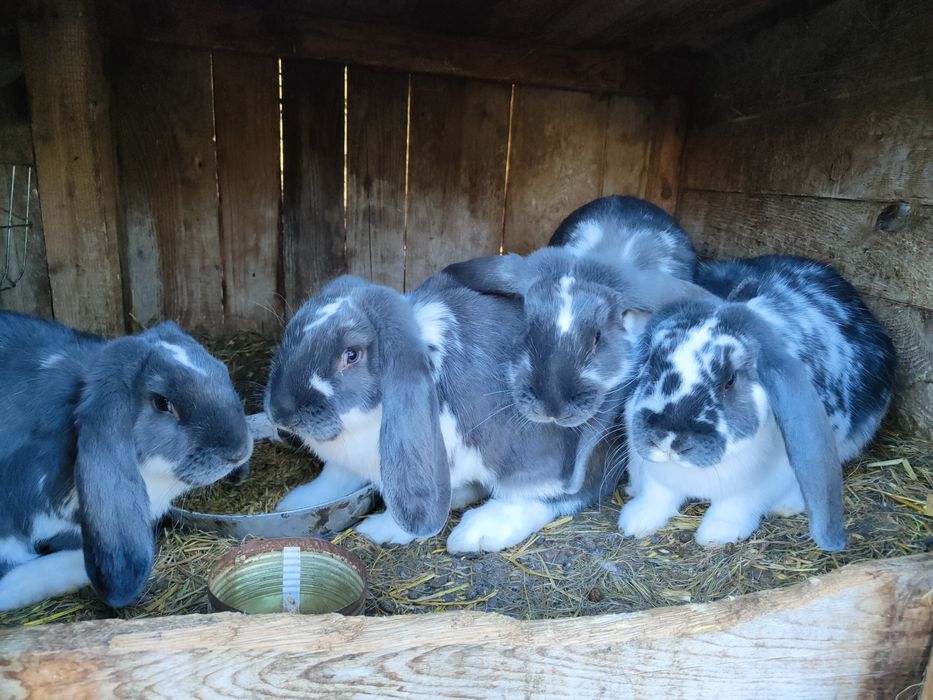 Króliki samce i samice
