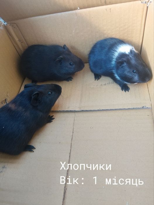 Продам морські свинки терміново!!!
