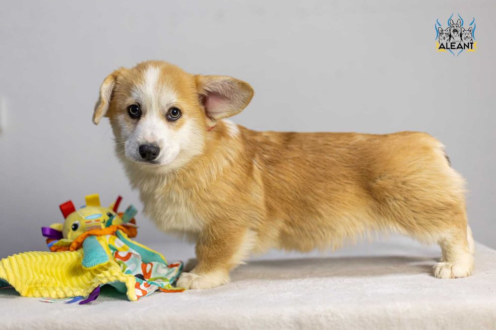 Пропонуємо хлопчика Вельш Коргі Пемброк