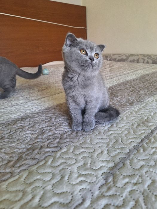 Scottish fold fêmea  azul