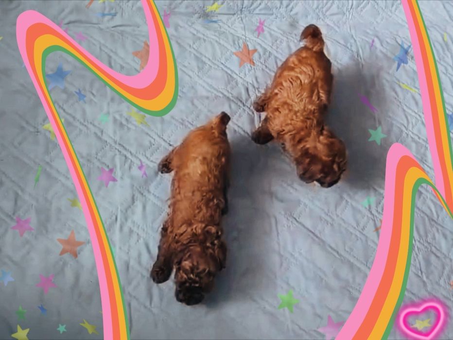 Той-пудель КСУ FCI мальчик и девочка 1,5 месяца здоровы, с документами