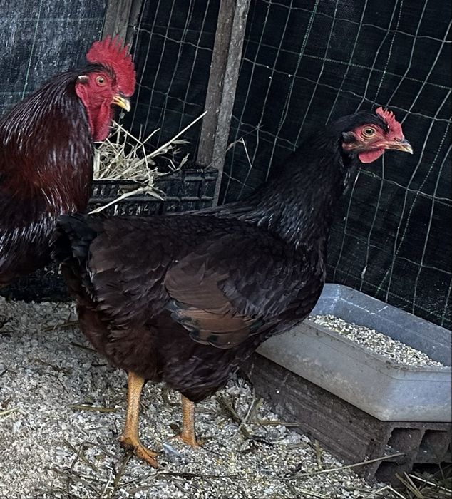 Rhode island red ovos