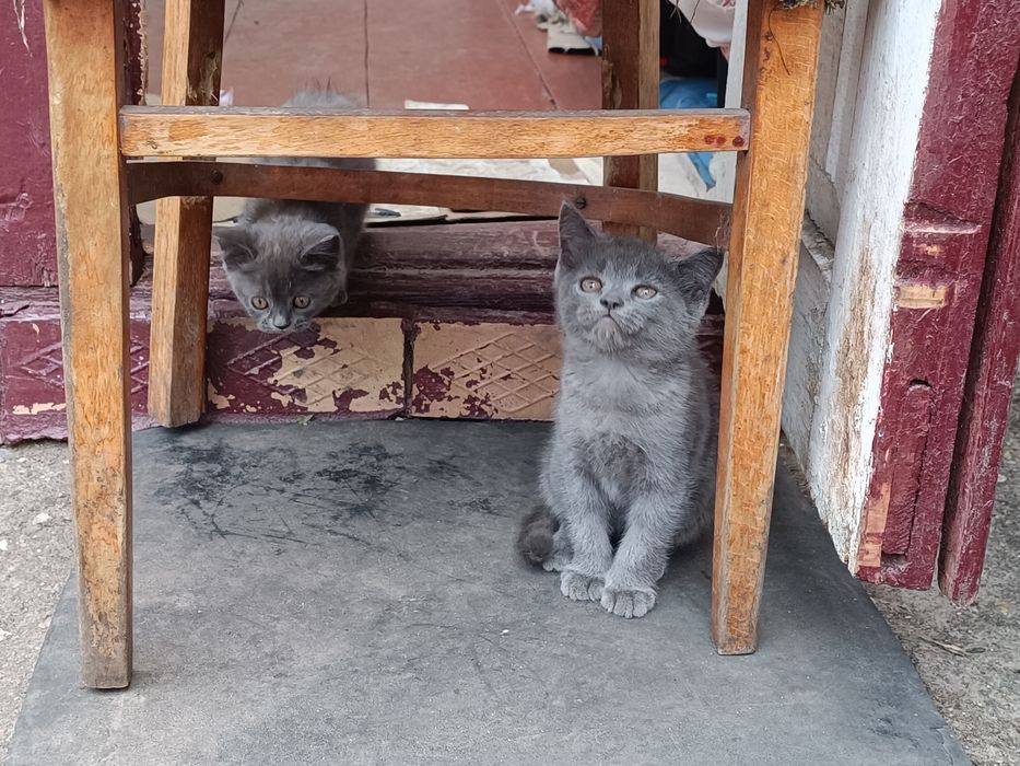 Продам породистих котят британців