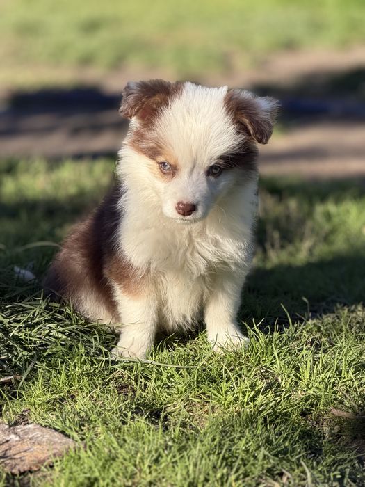 Suczka Border Collie