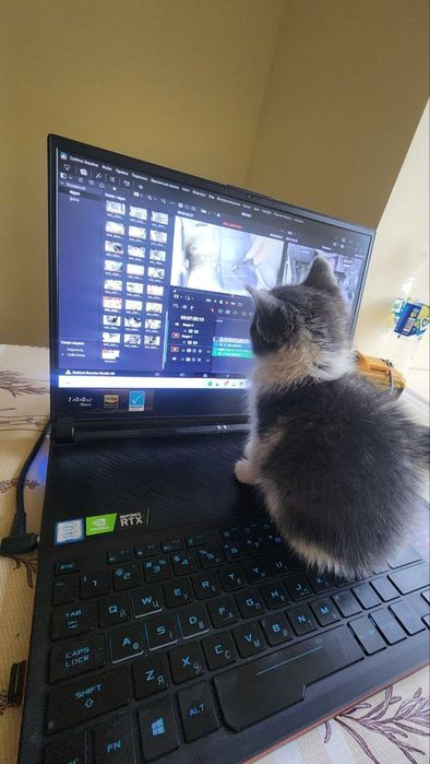 Віддам  подарую кота