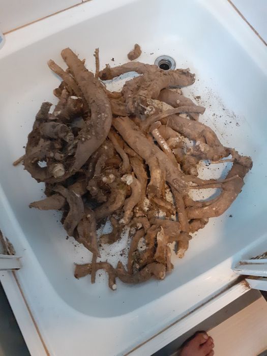 Orzechy Włoskie ZIELONE i Różne Owoce