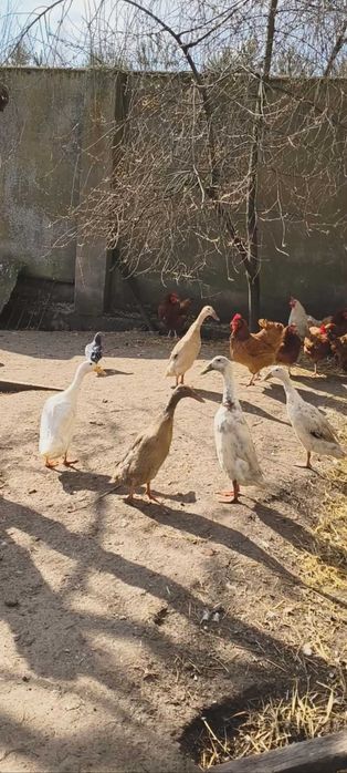 Biegusy indyjskie jajka lęgowe