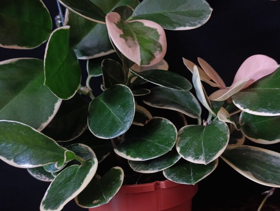 Hoya Australis Blondie