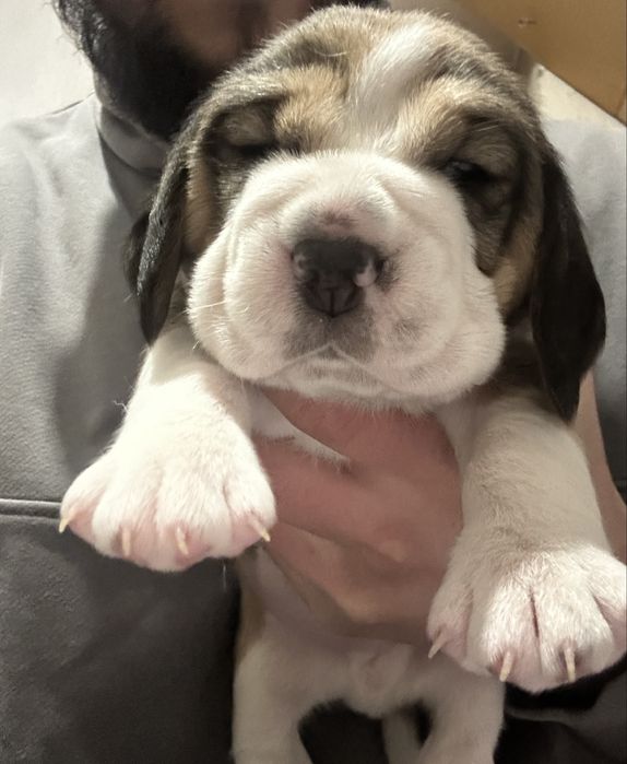 Продам цуценят Бігль