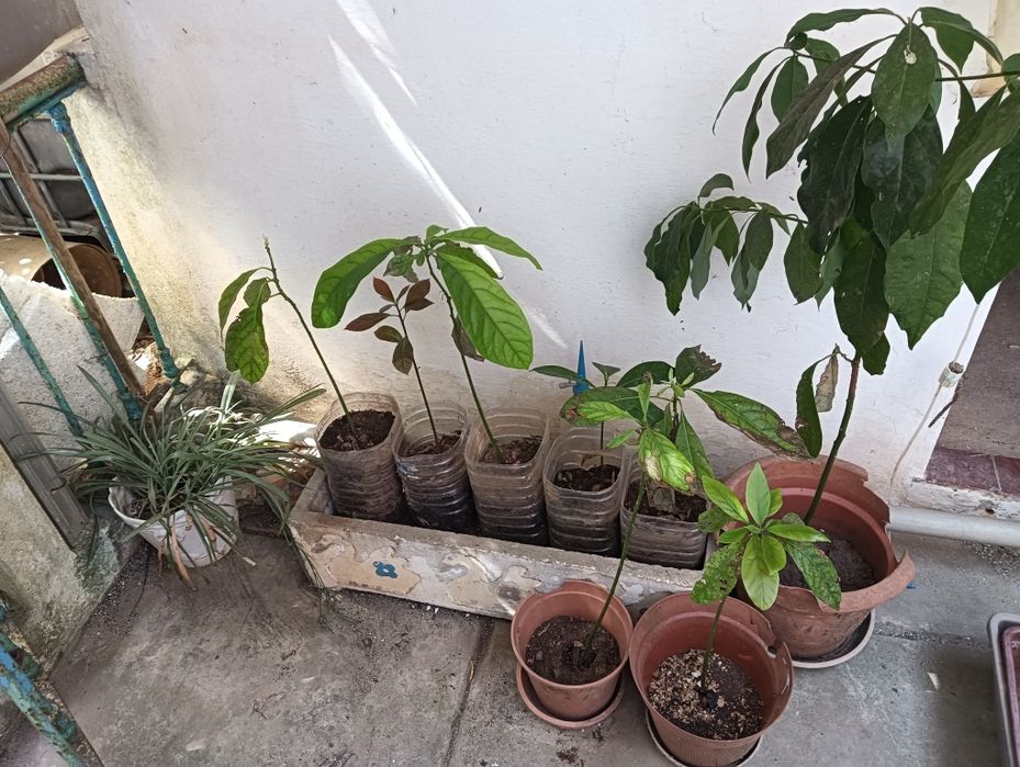 Árvores Abacateiros