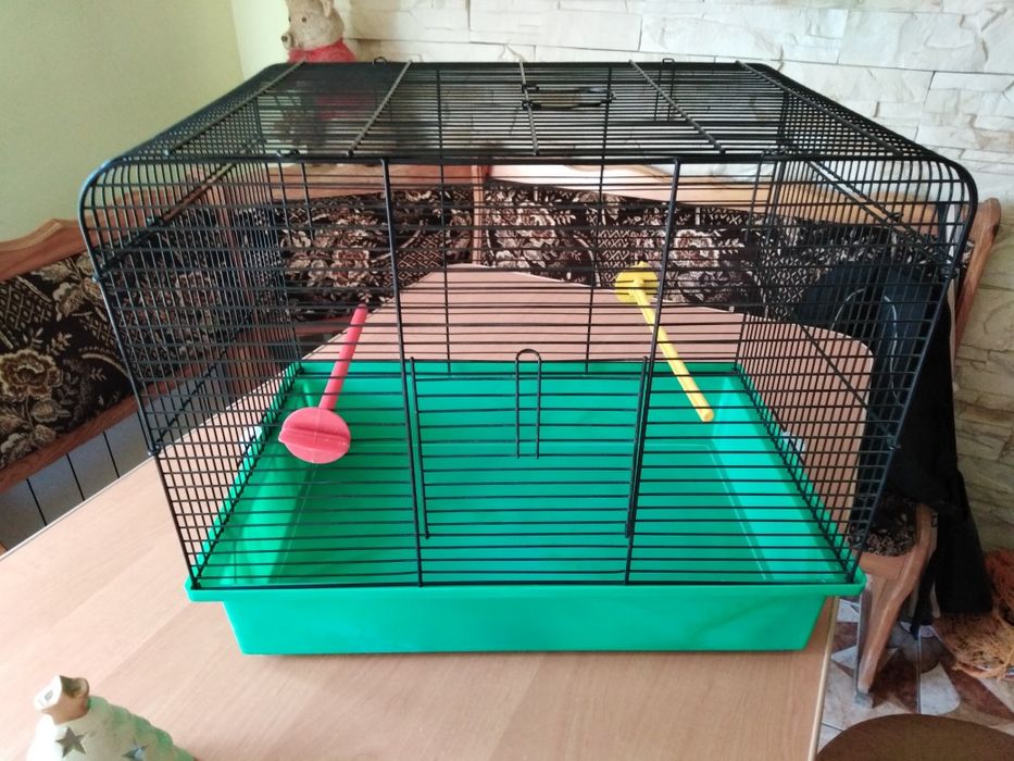 Kanarek Samiec plus klatka