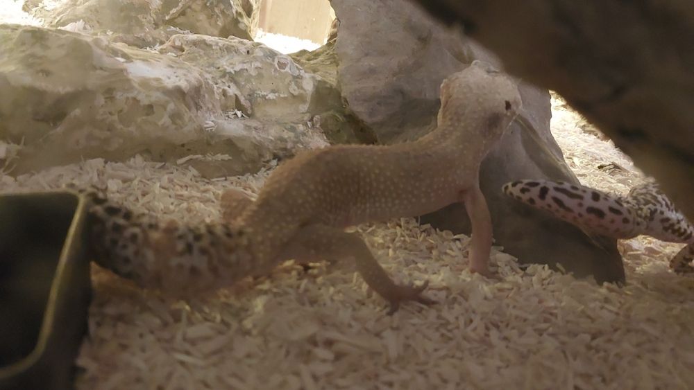 gekony lamparcie