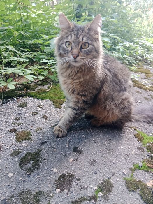 Котик мурлотік, сибірський