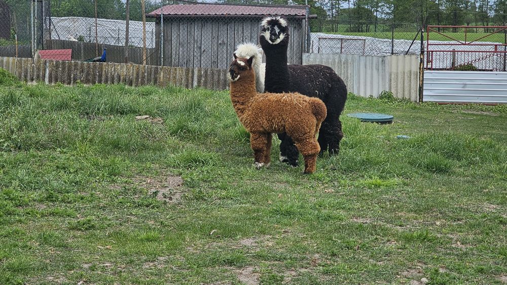 Sprzedam młodego samca alpaki