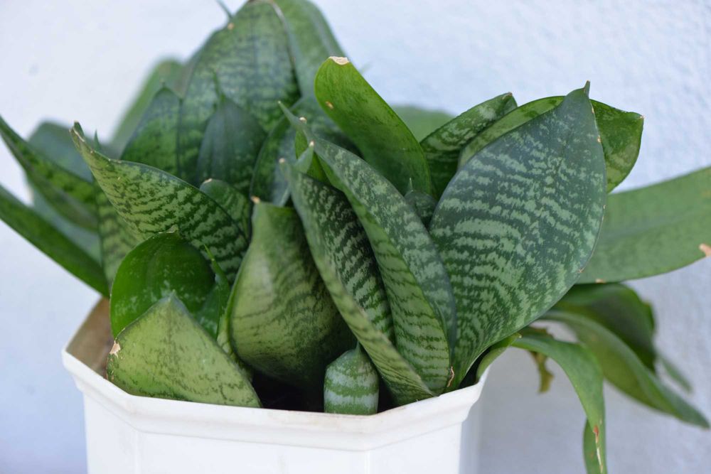 Сансевієрія Ханні (Sansevieria Hahnii)