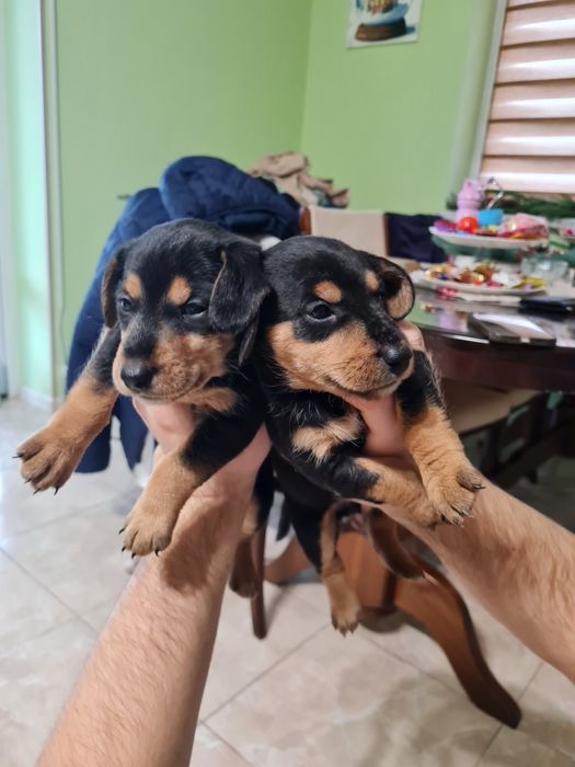 Такса / фокстер'єр