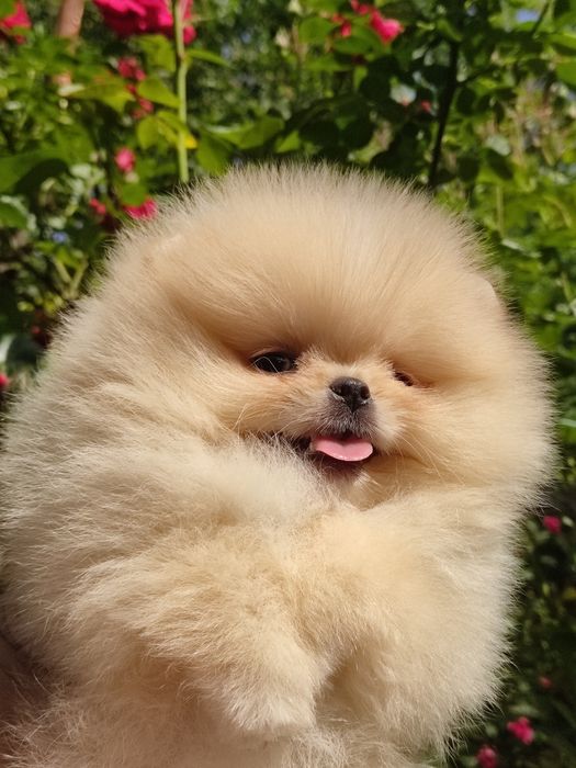 Шпиц девочка Днепр