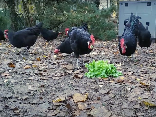 Інкубаційне яйце. Курчата, Барбезье.