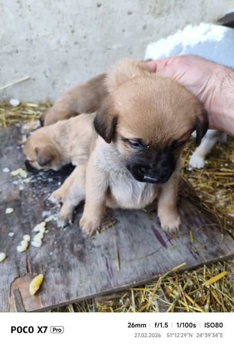 Собаки безкоштовно