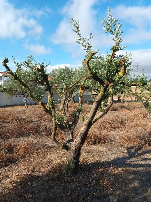 Oliveiras para transplantar ou jardim