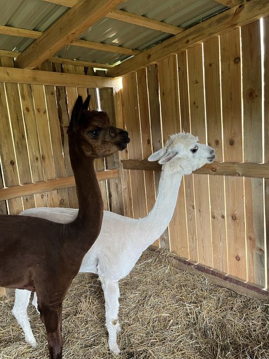 Sprzedam 2 samce Alpaki Huacaya. Brązowy i biały.
