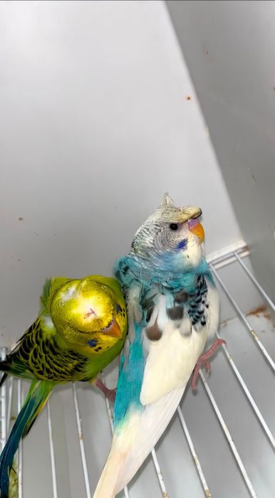 Casal de periquitos de poupa + casal de periquitos horogromos