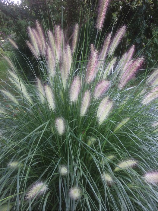 Trawy arundo donax, miskant, zebrinus, rozplenica