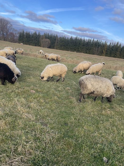 Owce kotne sprzedam mlode