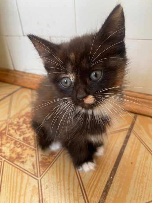 Кошенятка шукають будиночок де їх любитимуть…