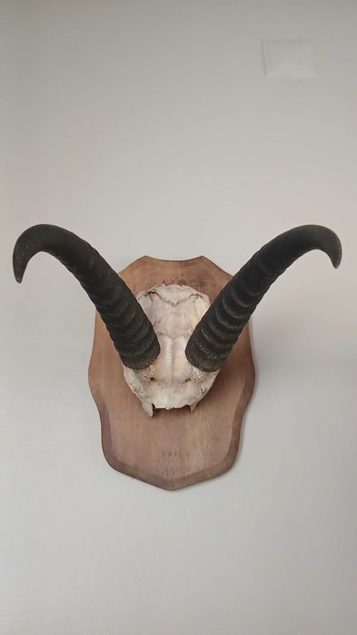 Troféu Taxidérmico Antigo