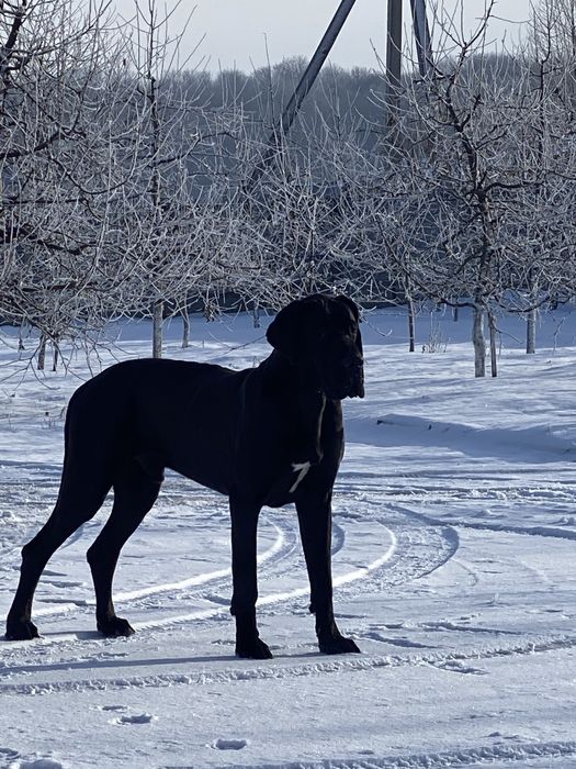 ЗЛУЧКА , вязка,КОБЕЛЬ, Німецький дог, Королівський догНемецкий дог
