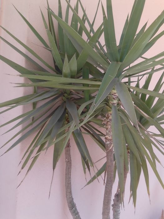 Palmeira/ planta yuca elefante