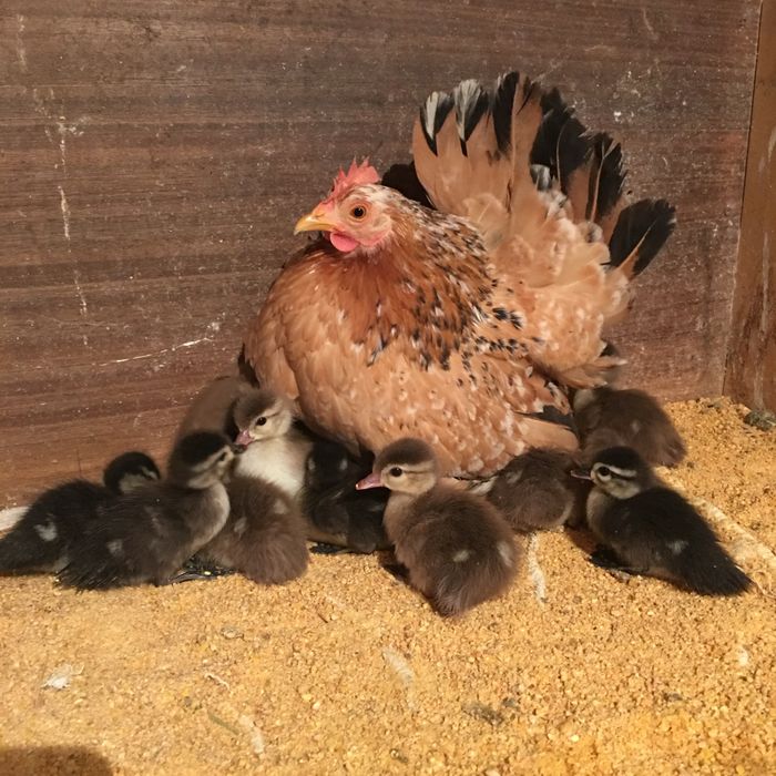 Patos mandarim e carolino bebés.