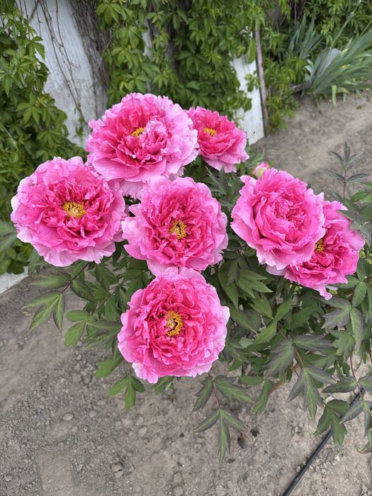 Piwonia drzewiasta szczepiona