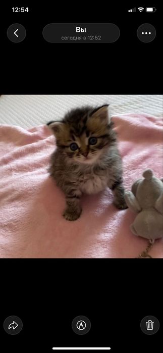 Кошнятко котенок мальчик котята