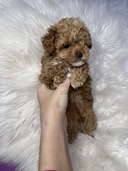 Красиві міні цуцики